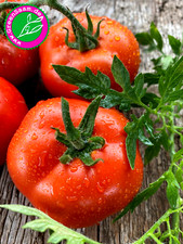 Tomaten weißtanne silver gebraucht kaufen  Tittmoning
