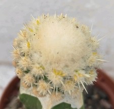 Echinocactus grusonii monster usato  Lecce