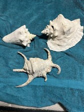 Lot large conch for sale Lot large conch for sale  Phoenix