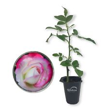 Cherry parfait rose for sale  USA