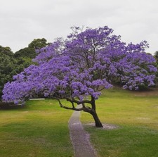 Blue jacaranda tree for sale  Azusa