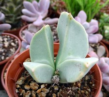 Conophytum herreanthus h637 d'occasion  Servian