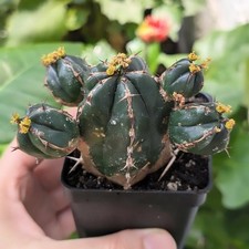 Euphorbia handiensis rare for sale  Washington
