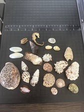 Lot sea shells for sale  Hillsboro