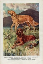 Irish setter golden for sale  COLEFORD