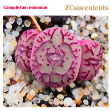 Conophytum minimum headed for sale  TUNBRIDGE WELLS