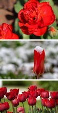 Zwiebeln rote schneetulpen gebraucht kaufen  Kaiserslautern