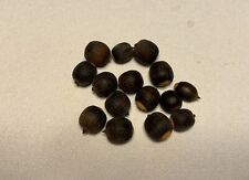 Blackjack oak acorns for sale  Norman