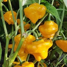 Chili pflanze jamaican gebraucht kaufen  Schirnding