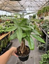 Live money tree for sale  Oviedo
