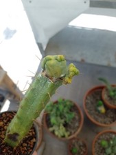 Cactus bridgesii crestato usato  Quartu Sant Elena