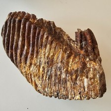 Large rare fossil for sale  LONDON