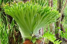 staghorn fern for sale staghorn fern for sale NORTHWICH