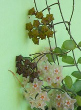 wachsblume gebraucht kaufen wachsblume gebraucht kaufen Schönebeck (Elbe)