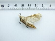 moths gebraucht kaufen  Haibach