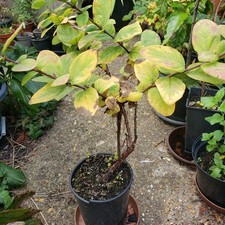 Lonicera kamtschatica eisbar for sale  BEDFORD