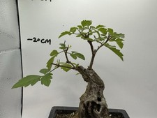 Ash tree potted for sale  LIVERPOOL