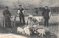 Old postcard dog d'occasion  Expédié en Belgium