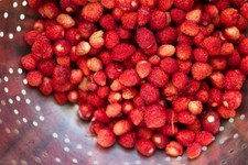 Bowlenzauber red alpine d'occasion  Expédié en Belgium