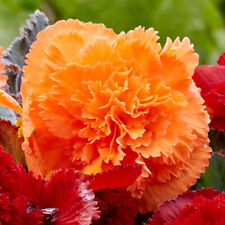 Begonia fimbriata orange for sale  MELTON MOWBRAY