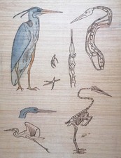 Planche anatomique héron d'occasion  Paris XIV
