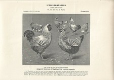 Stampa antica galli usato  Lecco