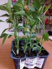 Piante peperoncino piccante usato  Fallo
