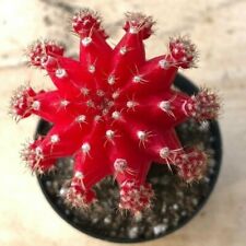 plantes cactus d'occasion plantes cactus d'occasion Expédié en Belgium