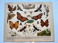 Insect mimicry leaf for sale  HORNCASTLE