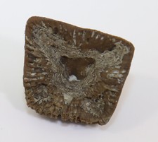Koralle goniophyllum pyramidal gebraucht kaufen  Weeze