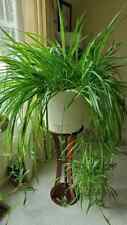 Spider plant spiderling for sale  GLASGOW