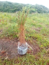 Spruce conifer trees for sale  CARMARTHEN