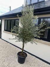 Healthy 6ft olive for sale  CHELTENHAM