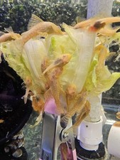 Albino bristlenose pleco for sale  Yakima