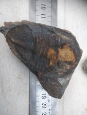 Nobiliasaphus nobilis d'occasion  Châteaubriant