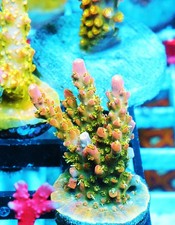 Voodoo majick acropora for sale  Thousand Oaks