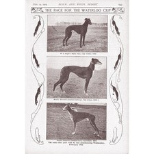 Coursing dogs waterloo for sale  GLASGOW