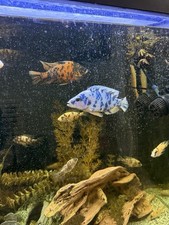 Live african cichlid for sale  Kokomo