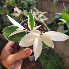 Hoya tricolor carnosa for sale  Winnetka