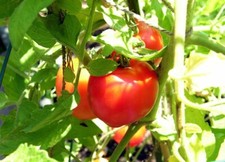 Creole tomato seeds for sale  Deltona