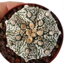 Astrophytum onzuka superkabuto usato  Napoli