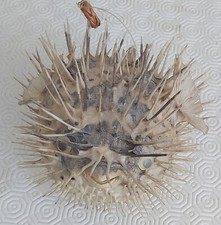 Poisson diodon poisson d'occasion  Rethel