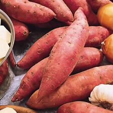 Apache sweet potatoes for sale Apache sweet potatoes for sale  FELTHAM