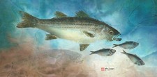 Striped bass gyotaku for sale  Hobe Sound