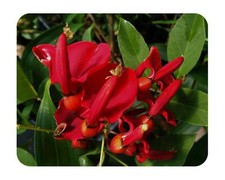 Red jade dwarf for sale  Wauchula