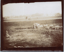 Algeria young shepherds d'occasion  Expédié en Belgium