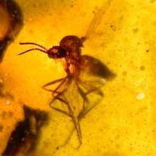 Burmese amber insect for sale  Harrison Township