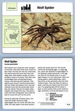 Wolf spider 19.15 for sale  SLEAFORD