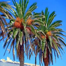 Date palm tree for sale  Lincolnton