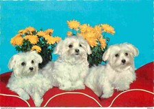 Animaux chiens bichon d'occasion  Fruges